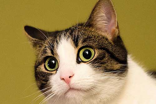 孕期梦见猫 孕期梦见猫