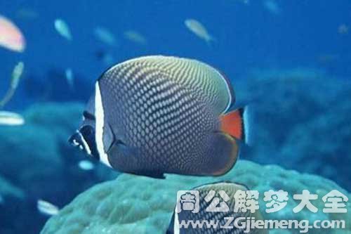 孕妇梦见洗鱼 孕妇梦见洗鱼