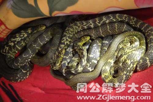 孕妇梦见养蛇 孕妇梦见养蛇