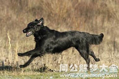 孕妇梦见好多黑狗 孕妇梦见好多黑狗