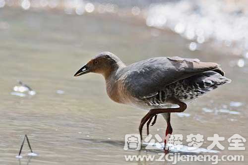 孕妇梦见田鸡 孕妇梦见田鸡