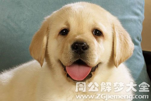 孕妇梦见狗对自己叫 孕妇梦见狗对自己叫