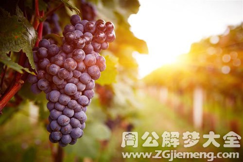 孕妇梦见没熟的葡萄 孕妇梦见没熟的葡萄