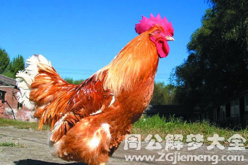 鸡 鸡