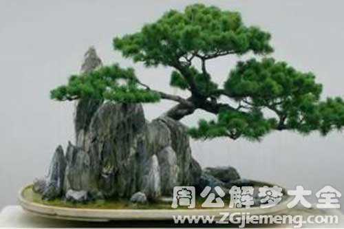 孕妇梦见盆景 孕妇梦见盆景