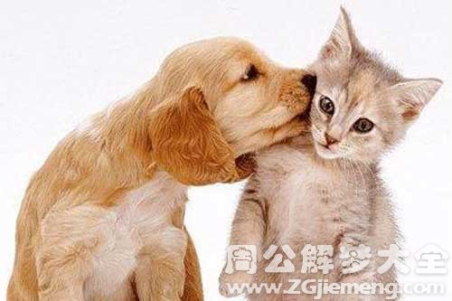 怀孕梦见猫狗 怀孕梦见猫狗