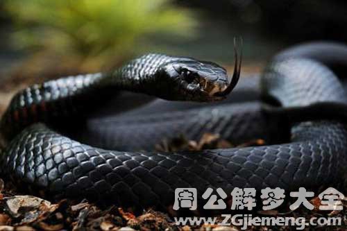 孕妇梦见救蛇 孕妇梦见救蛇