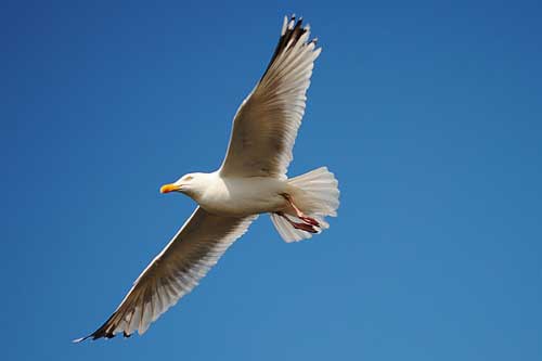 孕妇梦见飞 孕妇梦见飞