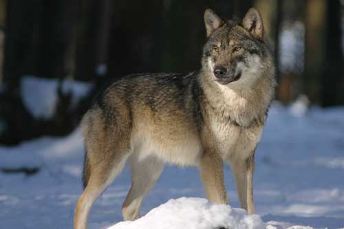 孕妇梦见狼 孕妇梦见狼