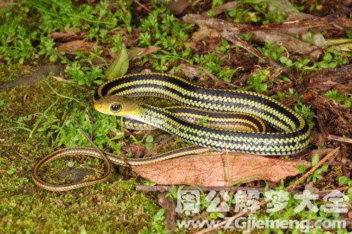 怀孕梦见蛇咬别人 怀孕梦见蛇咬别人