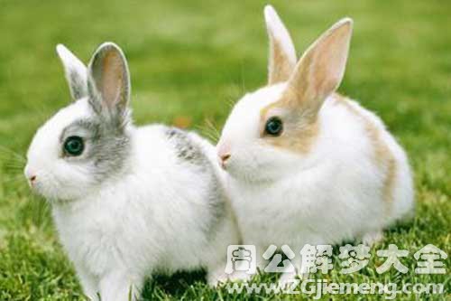 孕妇梦见两只兔子 孕妇梦见两只兔子