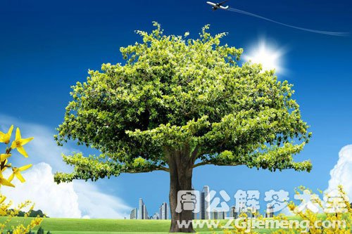 孕妇梦见一棵大树 孕妇梦见一棵大树