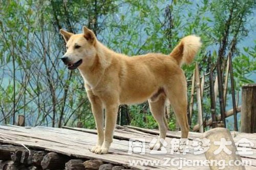 孕妇梦见被大黄狗咬 孕妇梦见被大黄狗咬