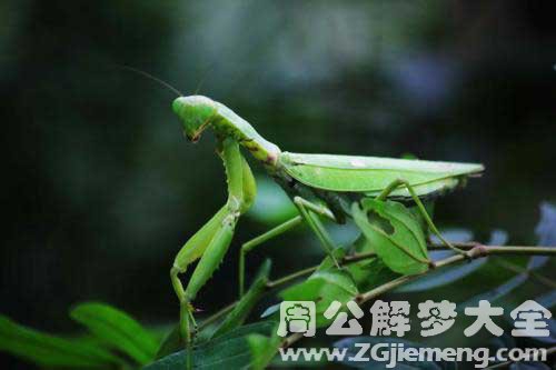 怀孕梦见螳螂 怀孕梦见螳螂