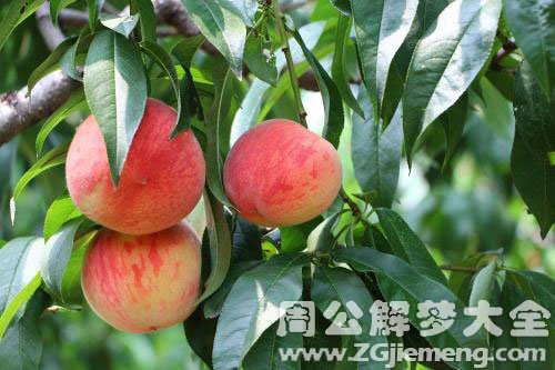 孕妇梦见树上有桃子 孕妇梦见树上有桃子