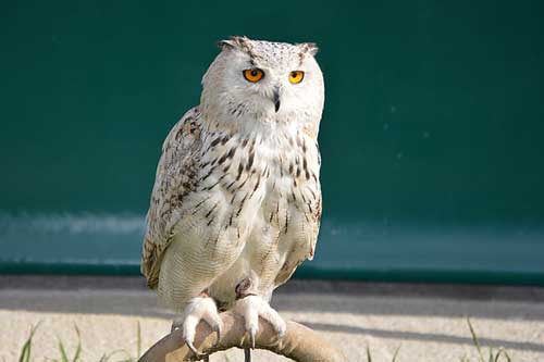 孕妇梦见猫头鹰 孕妇梦见猫头鹰