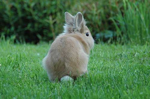 孕妇梦见公兔子 孕妇梦见公兔子