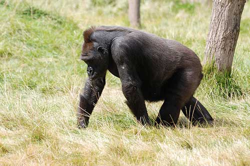 孕妇梦见大猩猩 孕妇梦见大猩猩