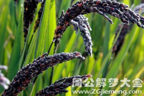 黑米 黑米