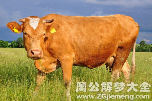 孕妇梦见牛 孕妇梦见牛