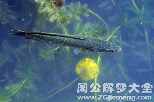 孕妇梦见两条黑鱼