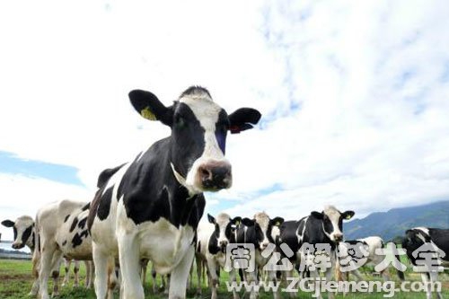 周公解梦孕妇梦见牛 周公解梦孕妇梦见牛