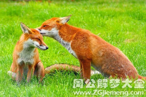 孕妇梦见打狐狸