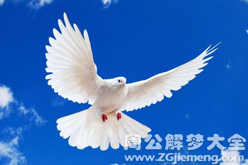 孕妇梦见白色的鸽子 孕妇梦见白色的鸽子