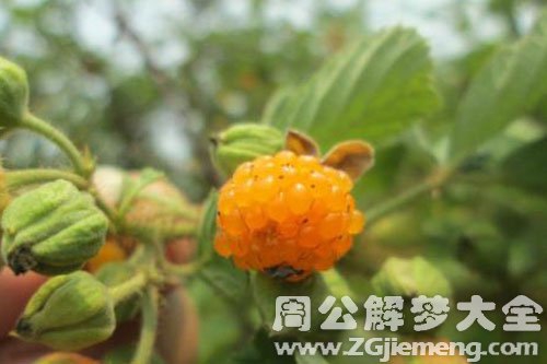 孕妇梦见摘黄泡 孕妇梦见摘黄泡