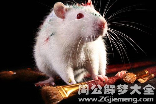 孕妇梦见白鼠