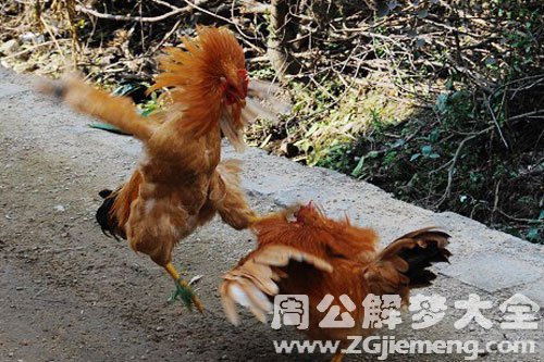 鸡打架 鸡打架