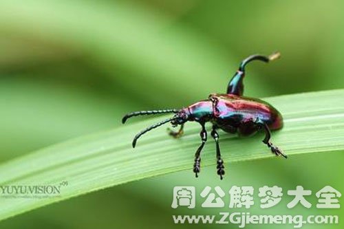 孕妇梦见满身虫子 孕妇梦见满身虫子