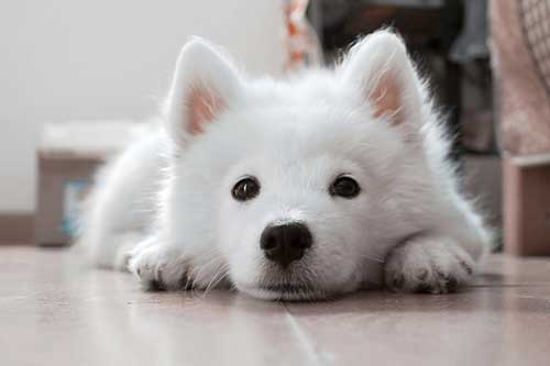 孕妇梦见白色的狗 孕妇梦见白色的狗