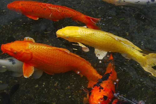 孕妇梦见红色的鱼 孕妇梦见红色的鱼