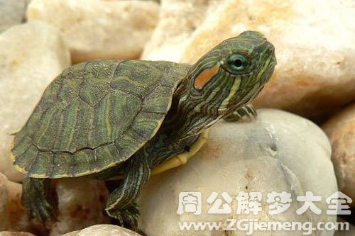 孕期梦见乌龟 孕期梦见乌龟