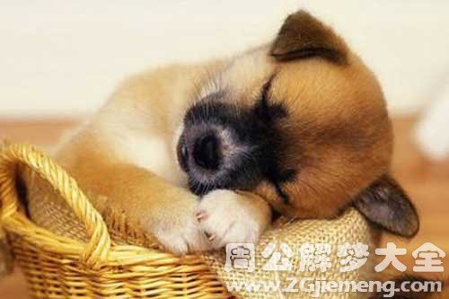 孕妇梦见一只大狗