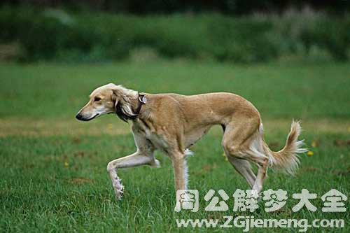 孕妇梦见灰狗 孕妇梦见灰狗