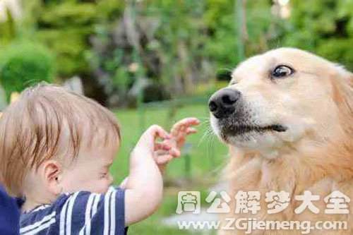孕妇梦见狗变成小孩