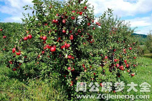 孕妇梦见种果树