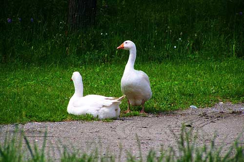 孕妇梦见大白鹅 孕妇梦见大白鹅