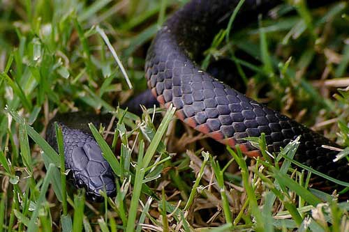 孕妇梦见黑色的小蛇