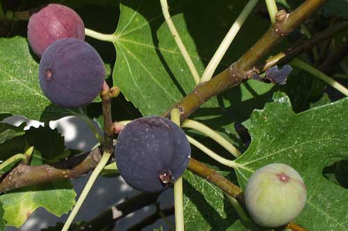 孕妇梦见无花果 孕妇梦见无花果