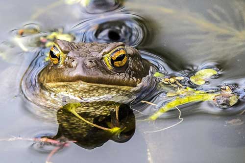 孕妇梦见蟾蜍 孕妇梦见蟾蜍