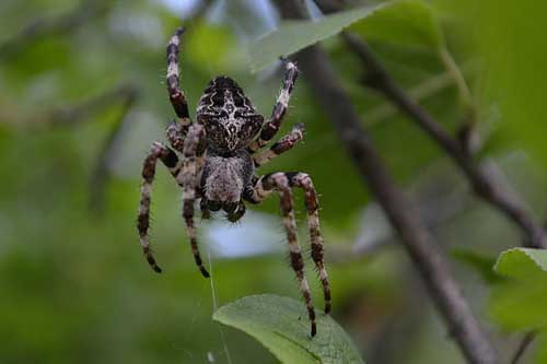 孕妇梦见黑蜘蛛 孕妇梦见黑蜘蛛