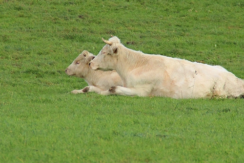 梦见亲人被牛打死 梦见亲人被牛打死