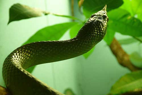 怀孕梦见很多蛇 怀孕梦见很多蛇