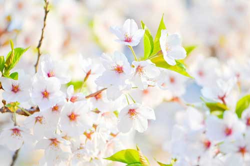 白色的花 白色的花