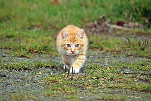 孕妇梦见小猫 孕妇梦见小猫