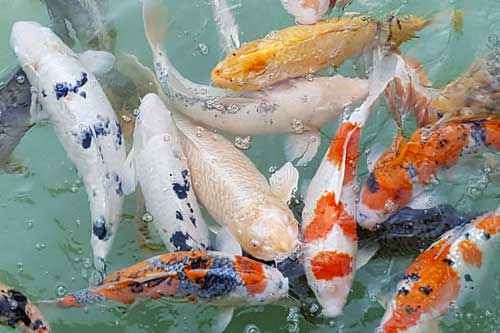 孕妇梦见鲤鱼 孕妇梦见鲤鱼