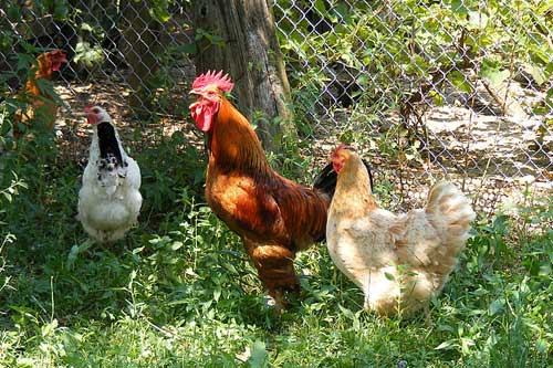 孕妇梦见母鸡 孕妇梦见母鸡